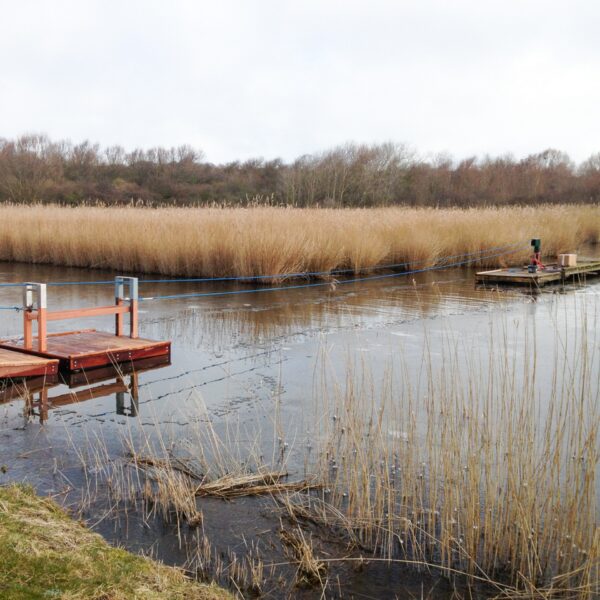 Renovatie trekvlot Groede